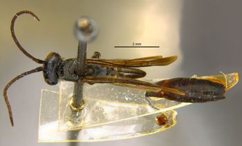 Media type: image;   Entomology 28150 Aspect: habitus dorsal view